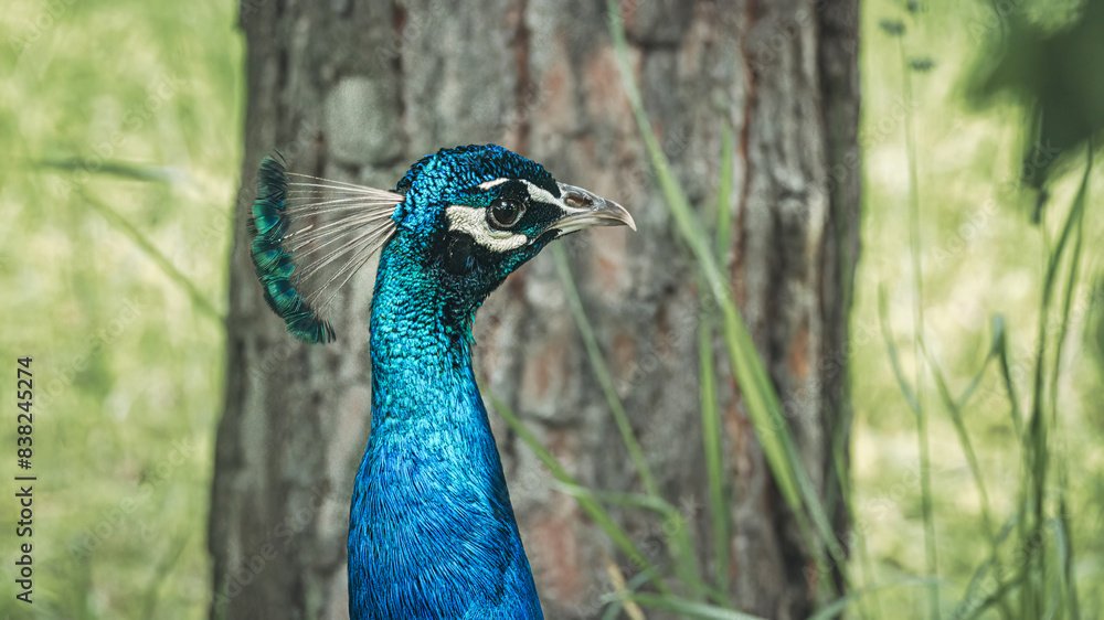 Vibrant peacock struts on grass by a tree and rocks. Vibrant peacock struts on grass by a tree and rocks.