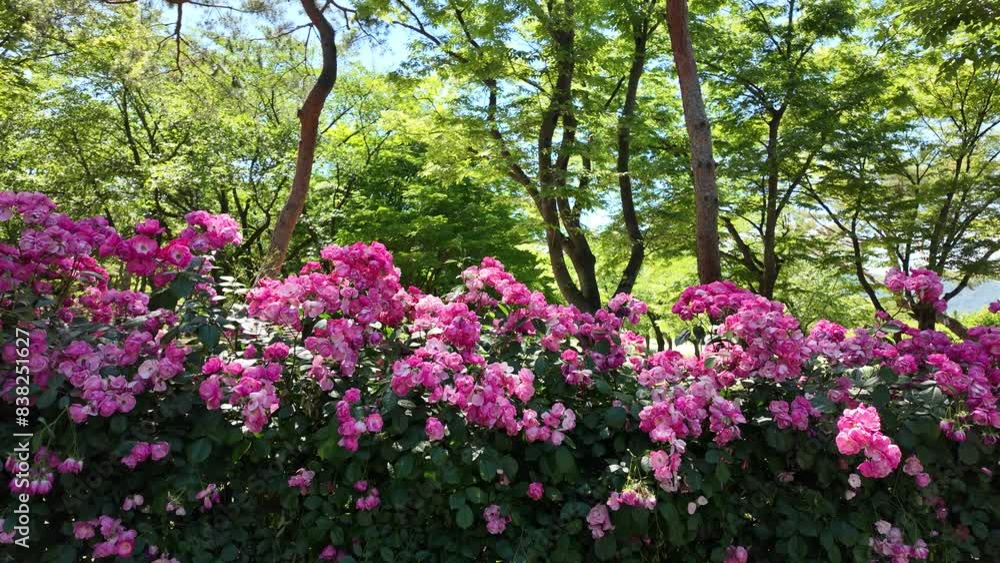 Seoul Grand Park rose wall in Gwacheon, Korea Seoul Grand Park rose wall in Gwacheon, Korea