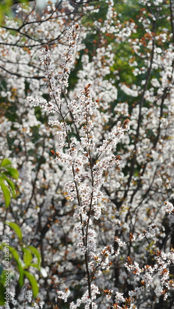 The beautiful pink and white flowers blooming in spring The beautiful pink and white flowers blooming in spring