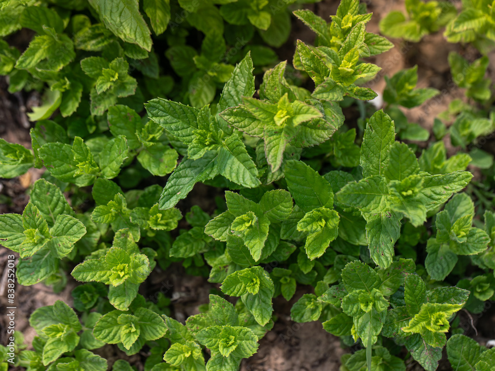Growing mint, mint plant in spring in soil Growing mint, mint plant in spring in soil