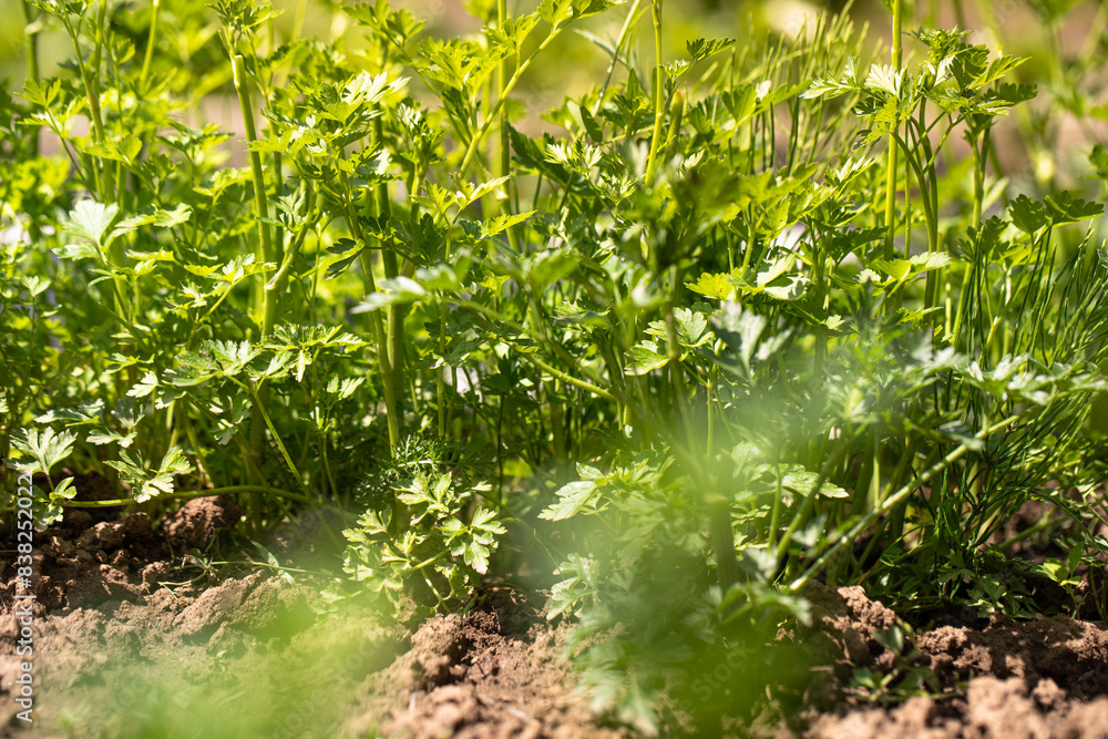 Growing parsley, parsley plant in spring in soil Growing parsley, parsley plant in spring in soil