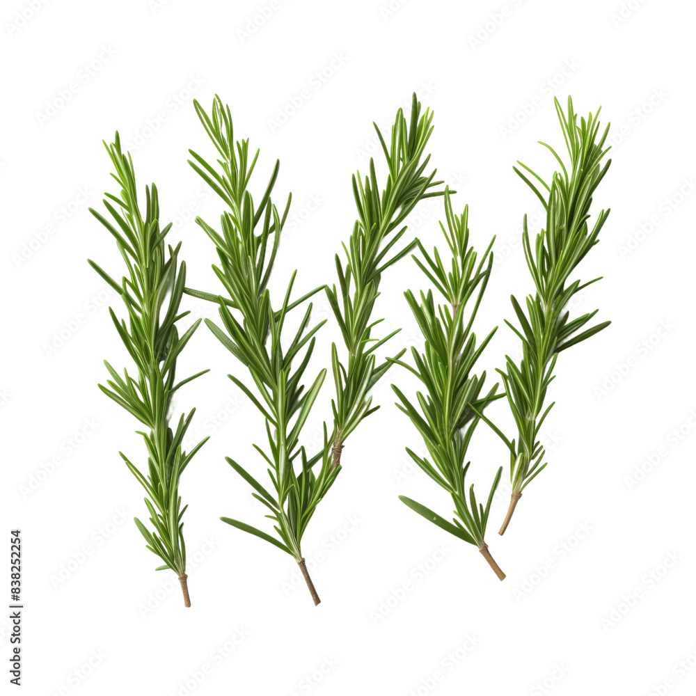 Fototapeta premium rosemary isolated on white