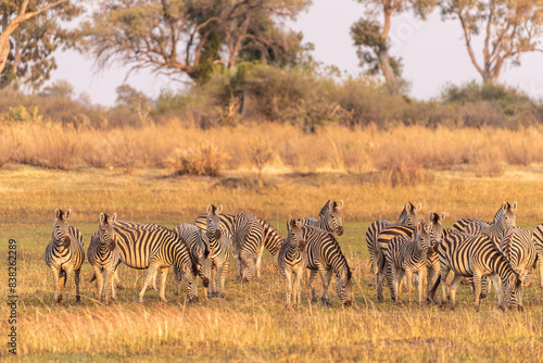 Telephoto shot of a large herd of Burchell s Plains zebras  Equus quagga burchelli  running on the dry lands of the Okavango Delta  Botswana.