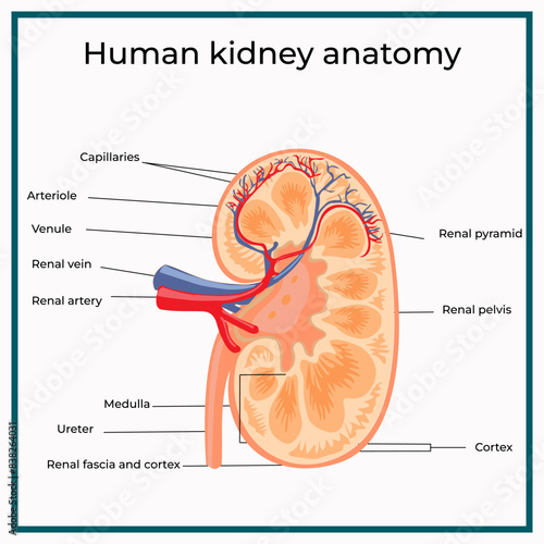 Human anatomy. structure of the human kidney. medical illustration. detailed description of a section of the human genitourinary system.