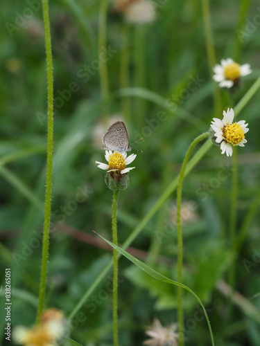 a butterfly is on the flower in rainy season, blur background, green background, macro picture, butterfly in macro, flowers in macro