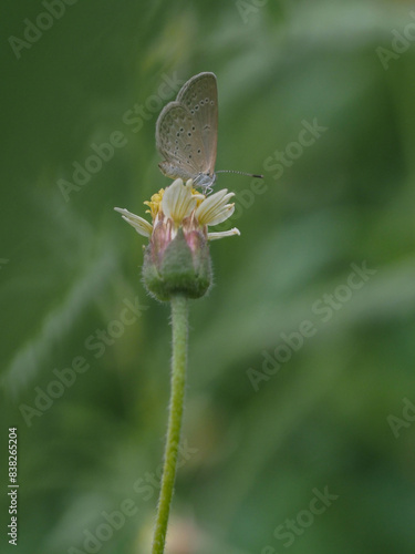 a butterfly is on the flower in rainy season, blur background, green background, macro picture, butterfly in macro, flowers in macro