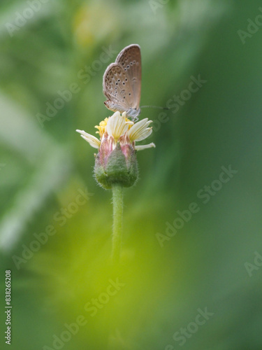 a butterfly is on the flower in rainy season, blur background, green background, macro picture, butterfly in macro, flowers in macro