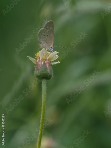 a butterfly is on the flower in rainy season, blur background, green background, macro picture, butterfly in macro, flowers in macro