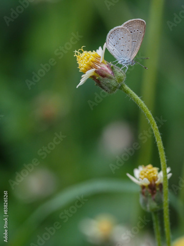 a butterfly is on the flower in rainy season, blur background, green background, macro picture, butterfly in macro, flowers in macro