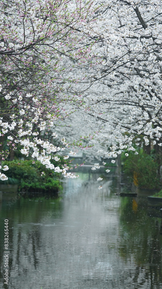 The beautiful pink and white flowers blooming in the rainy day in spring The beautiful pink and white flowers blooming in the rainy day in spring