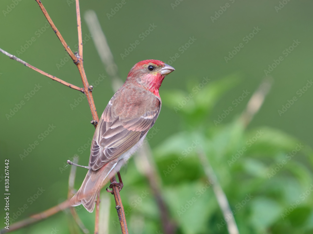 Common rosefinch (Carpodacus erythrinus) Common rosefinch (Carpodacus erythrinus)