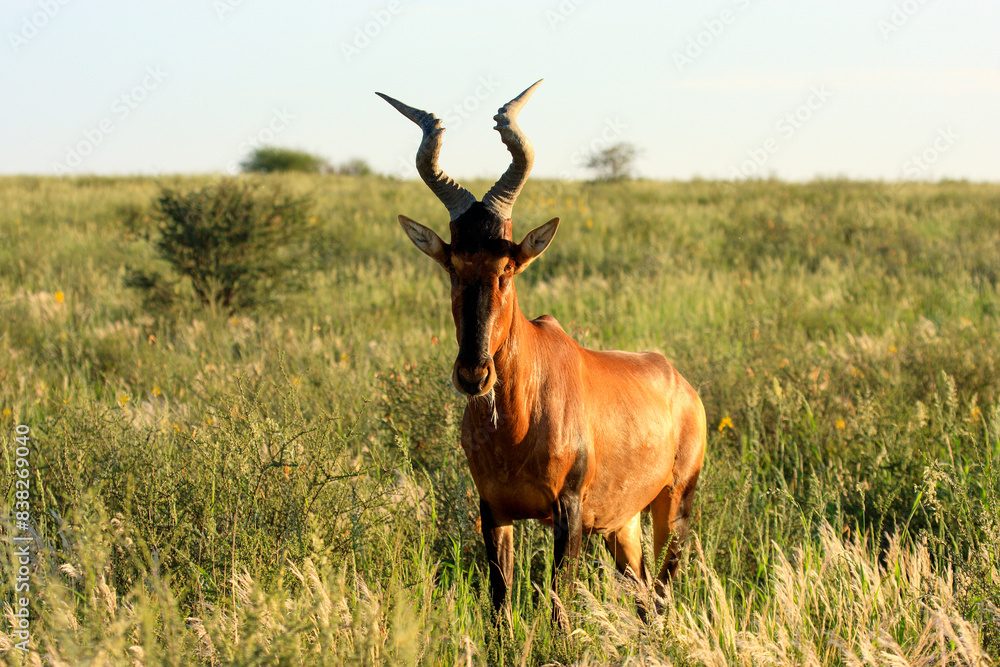 Fototapeta premium kopi Kgalagadi Transfrontier Park one of the great parks of South Africa wildlife and hospitality in the Kalahari desert