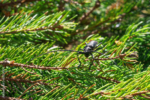 Konstfotografi Monochamus, longhorn beetles, commonly known as sawyer beetles or sawyers close-