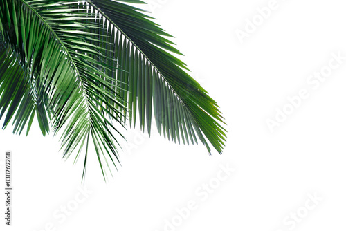 Fototapeta Naklejka Na Ścianę i Meble -  Palm trees branch foliage cut out backgrounds