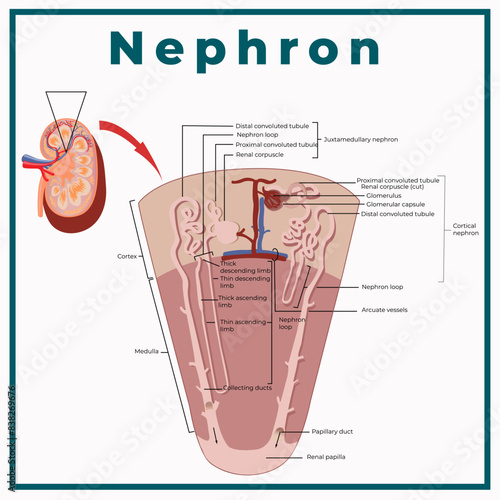 Human anatomy. structure of the human kidney and nephron. medical illustration. detailed description of a section of the human genitourinary system.