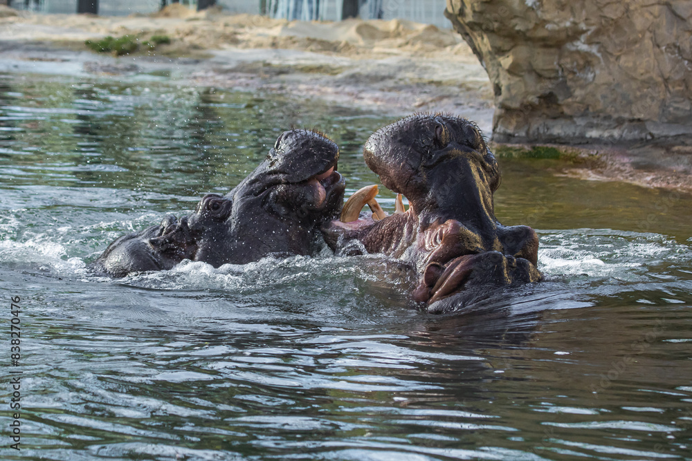 Fototapeta premium Flusspferde beim Spielen im Wasser