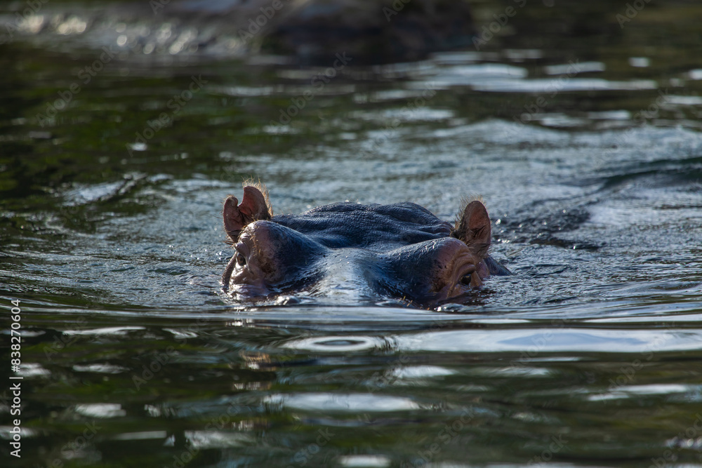 Flusspferd schaut aus dem Wasser Flusspferd schaut aus dem Wasser
