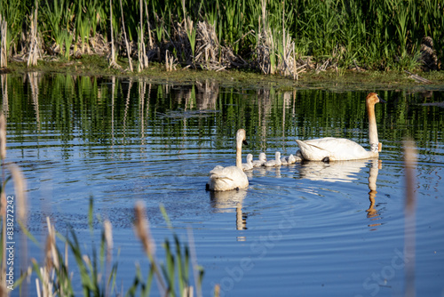 Trumpeter Swans with Cygnets - Tuttle Marsh - Huron National Forest - Oscoda - Iosco County Michigan photo