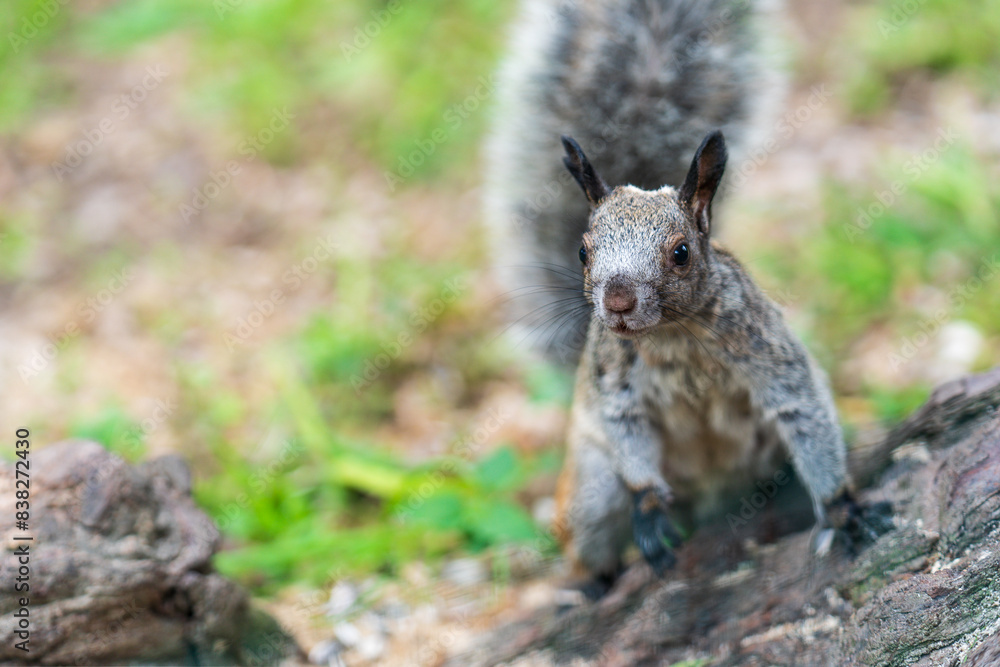 Fototapeta premium A squirrel curious about the camera