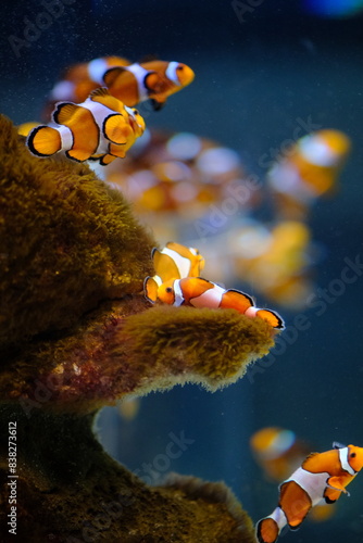 Obraz na płótnie Clown fish 1
