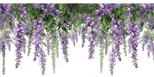 PNG Purple lavender flowers outdoor pattern nature