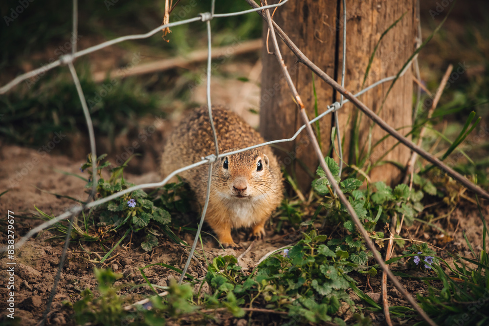 Fototapeta premium Ziesel sitzt vor Zaun