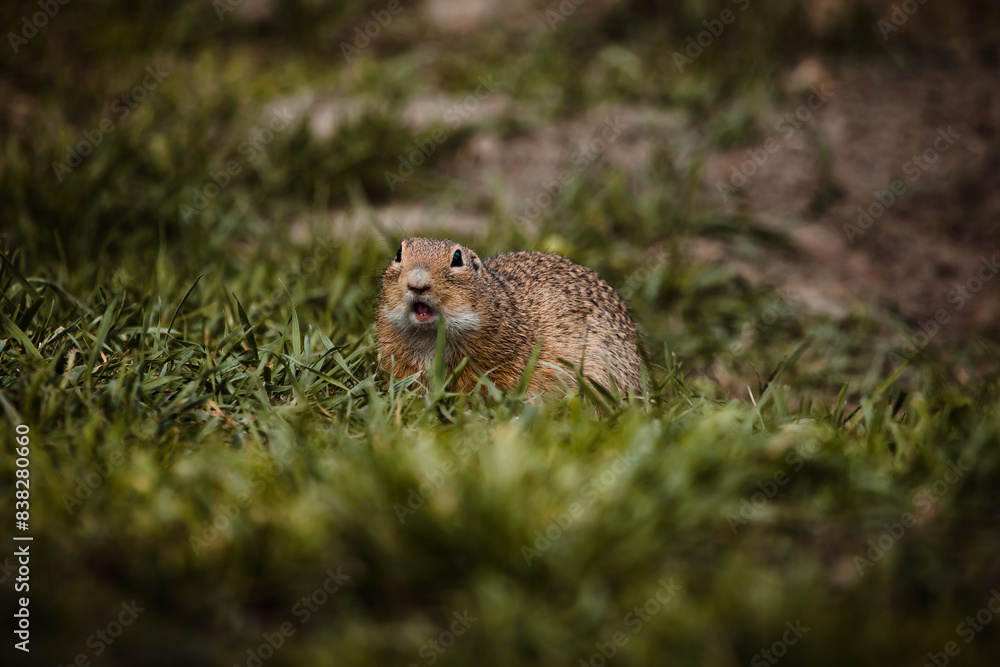 Ziesel sitzt im Gras Ziesel sitzt im Gras