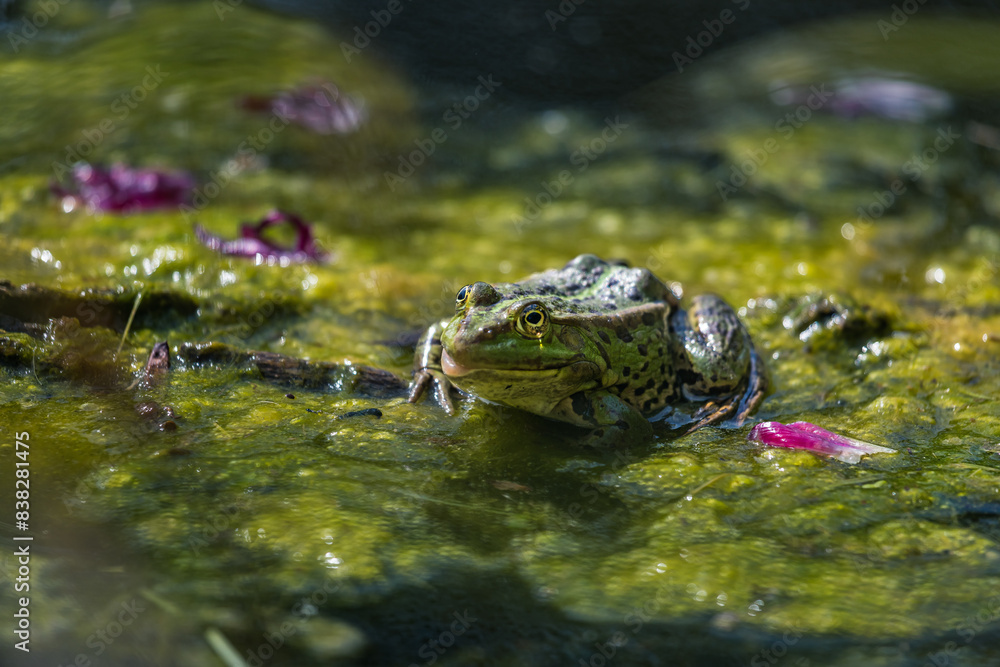 Frosch sitzt in schleimigem Wasser Frosch sitzt in schleimigem Wasser