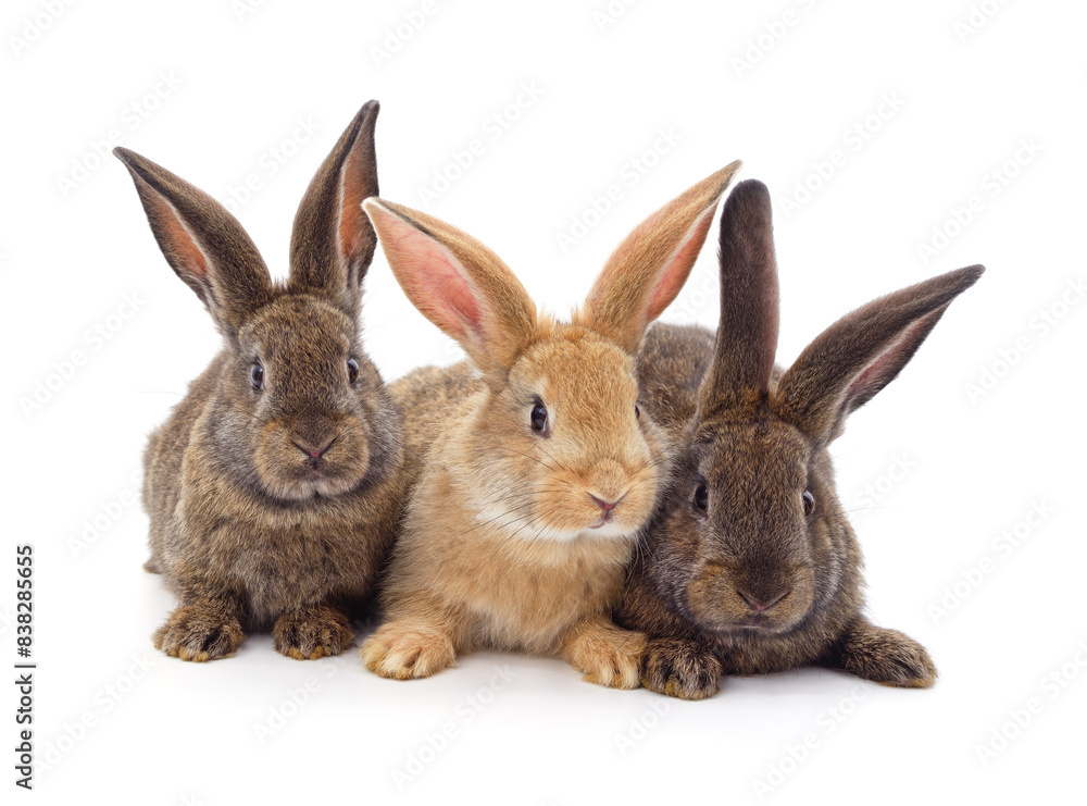 Three little rabbits. Three little rabbits.