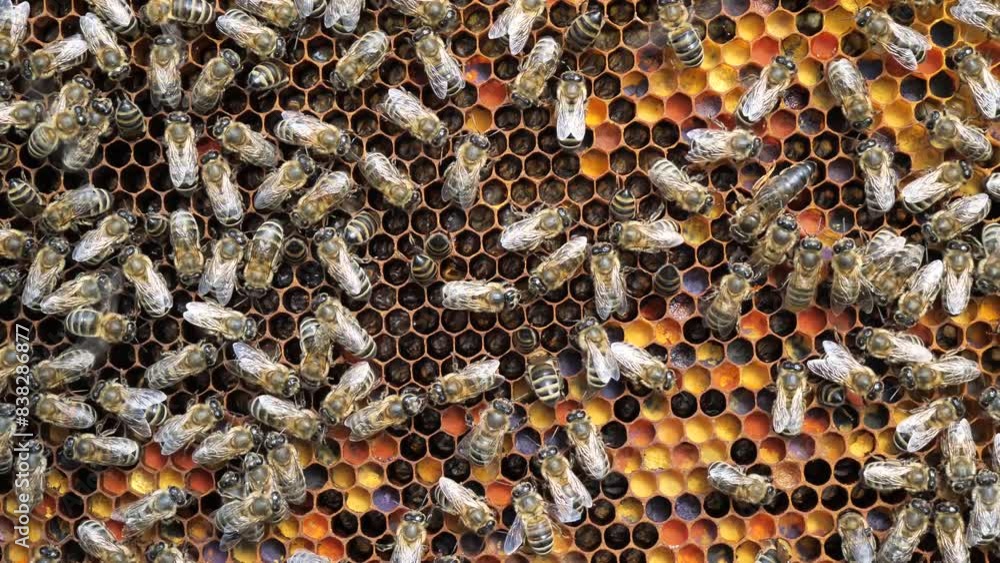 A young queen bee moves through the honeycomb. Queen bee the mistress of the colony of bees.
A young queen bee moves through the honeycomb. Queen bee the mistress of the colony of bees.