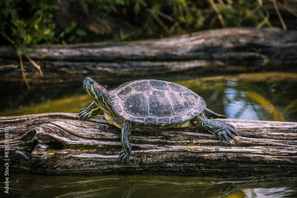 Obraz premium Rotwangen-Schmuckschildkröte sitzt auf Baumstamm im Wasser