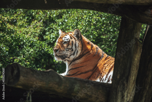 Tiger liegt auf Hochstand photo