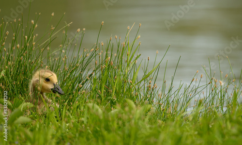 Gosling in the grass photo