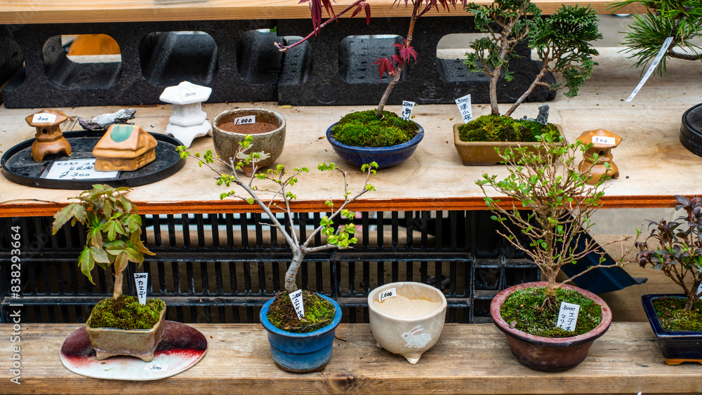 TOKYO, JAPAN April 2024 : bonsai trees for sale on wooden table, open air market in Ueno, Tokyo, Japan TOKYO, JAPAN April 2024 : bonsai trees for sale on wooden table, open air market in Ueno, Tokyo, Japan