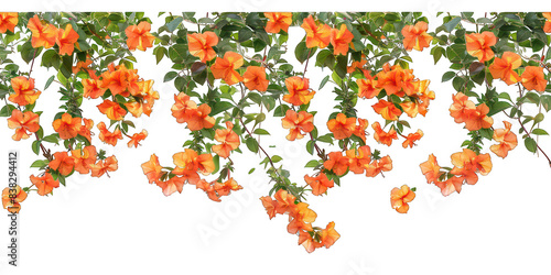 PNG Orange flowers outdoor pattern nature