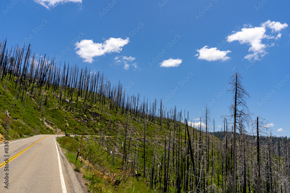 Road going through an area of burnt trees from a forest fire in Yosemite National Park Road going through an area of burnt trees from a forest fire in Yosemite National Park