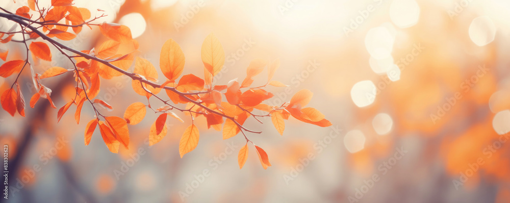 Beautiful yellow and orange autumn leaves on a branch on a sunny day in the park. Autumn banner. Sunny indian summer day Beautiful yellow and orange autumn leaves on a branch on a sunny day in the park. Autumn banner. Sunny indian summer day