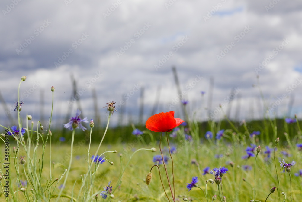 Obraz premium Flowers seam a wheatfield