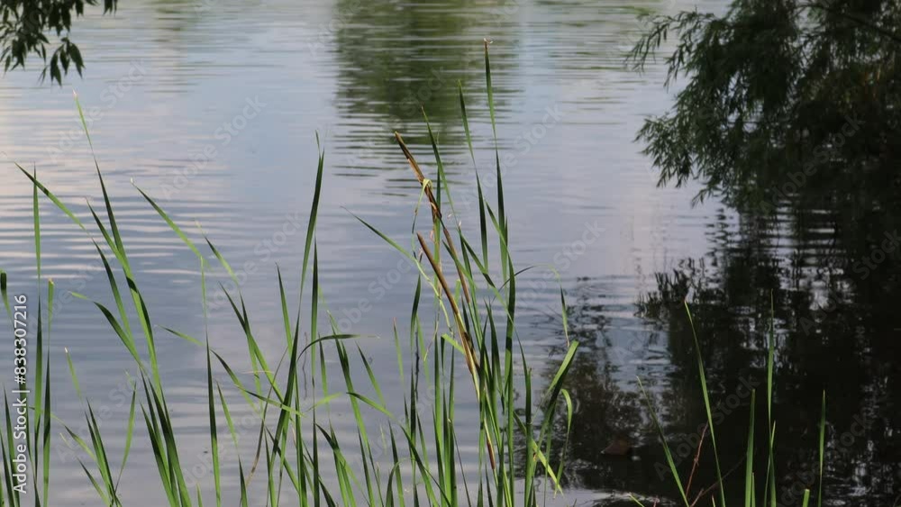 Reeds flourishing in a tranquil lake, mirroring the clear sky on a serene day Reeds flourishing in a tranquil lake, mirroring the clear sky on a serene day