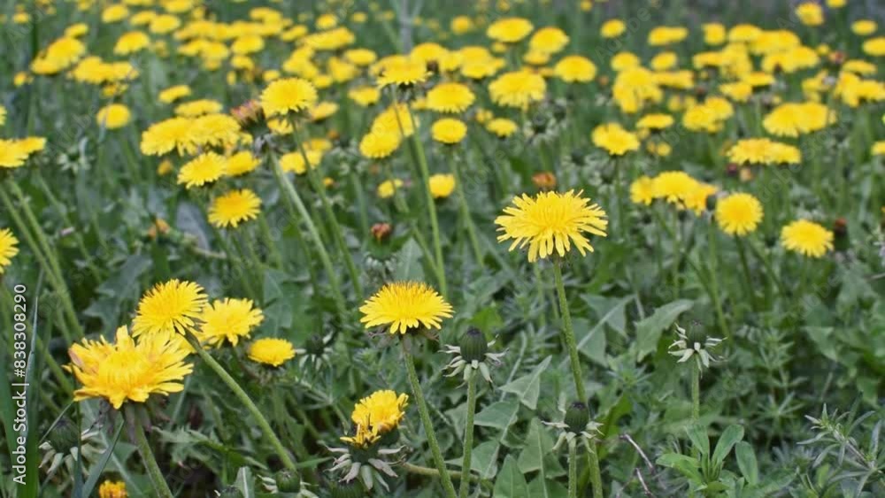 Green field with yellow dandelion flowers sway on the wind. Many blooming dandelions on summer meadow. Wildflowers swaying slowly. Natural background. Green field with yellow dandelion flowers sway on the wind. Many blooming dandelions on summer meadow. Wildflowers swaying slowly. Natural background.