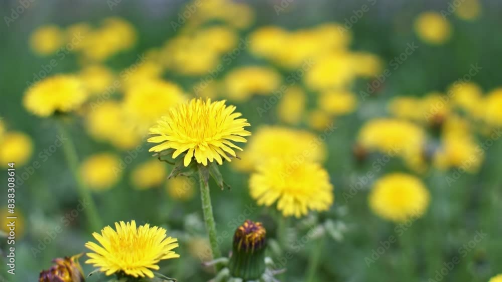 Close-up of yellow dandelion flowers sway on the wind. Many blooming dandelions on summer meadow. Natural background. Wildflowers swaying slowly on green field. Close-up of yellow dandelion flowers sway on the wind. Many blooming dandelions on summer meadow. Natural background. Wildflowers swaying slowly on green field.