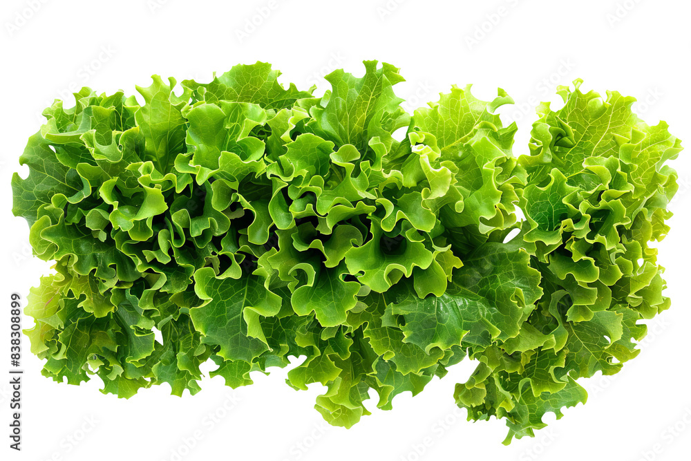 Obraz premium Fresh green leafy lettuce isolated on white background. Crisp and healthy greens perfect for salads, sandwiches, and a nutritious diet.