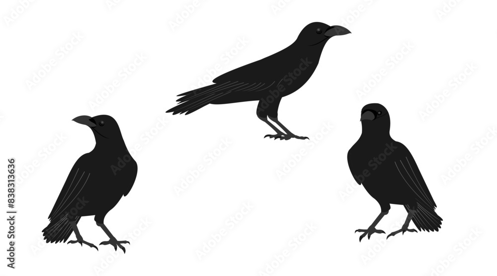 Fototapeta premium crow and raven set. vector illustration isolated on white background.