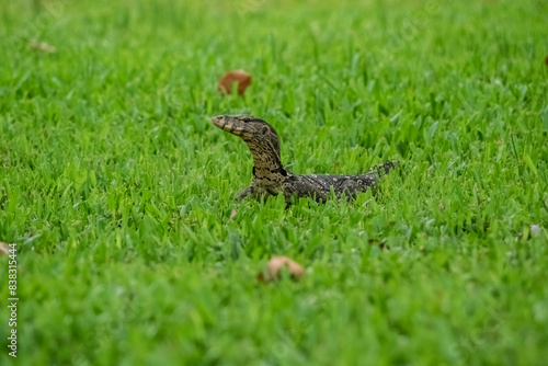 Small Komodo Dragon Monitor Lizard on grass field  animal wildlife