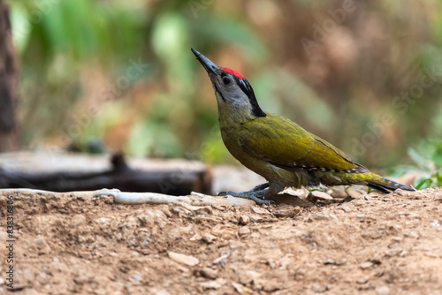 Grey headed woodpecker bird in its habitat. Close up, selective focus. photo