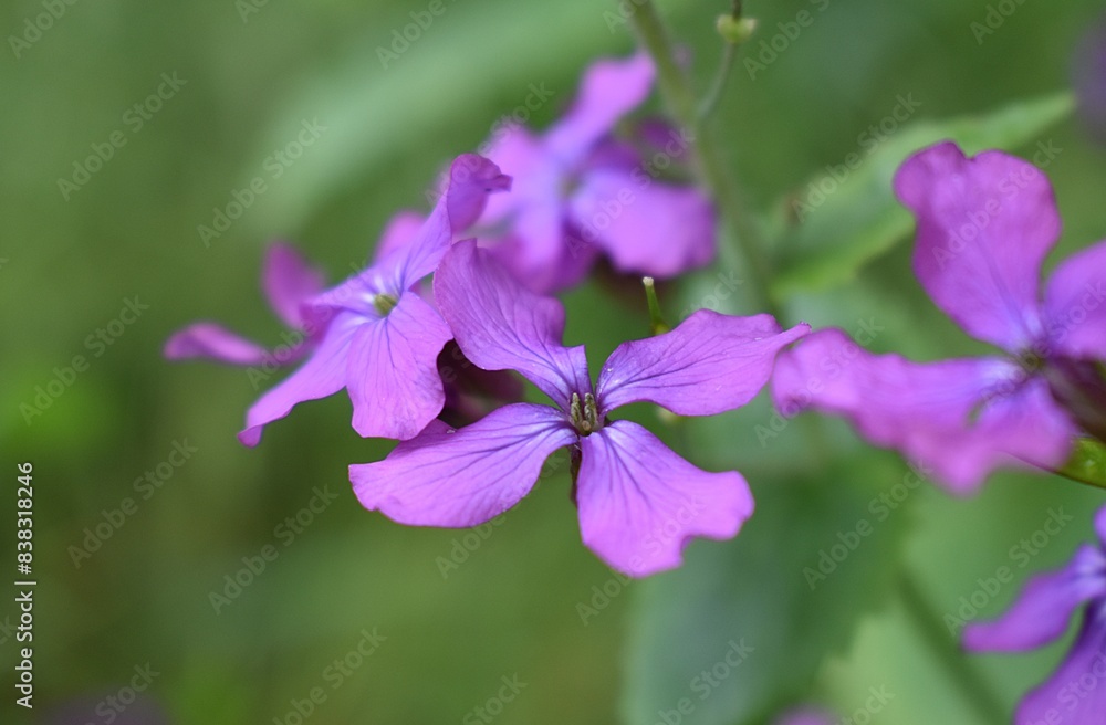 Fleurs violettes de Monnaie du pape, Honesty (Lunaria annua) sur fond vert. Fleurs violettes de Monnaie du pape, Honesty (Lunaria annua) sur fond vert.