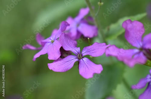 Fleurs violettes de Monnaie du pape, Honesty (Lunaria annua) sur fond vert.