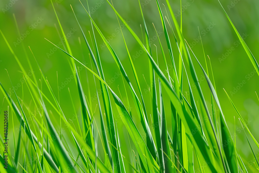 Naklejka premium green grass background