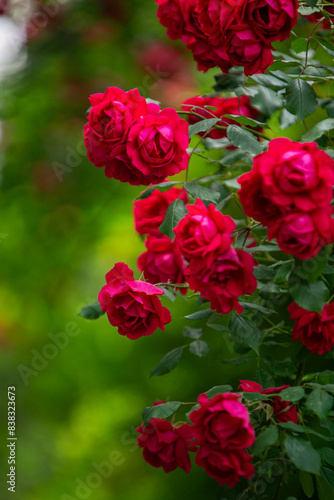 red rose in the garden