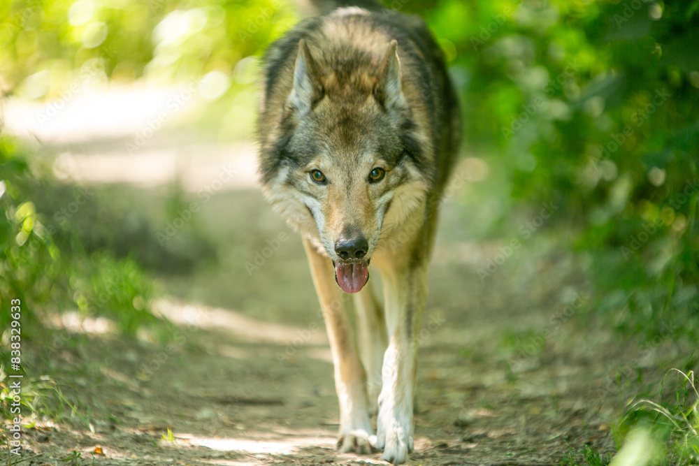 Fototapeta premium portrait of a wolf